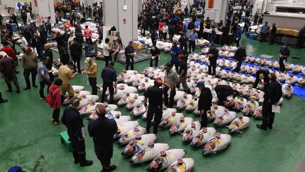 Tokyo fish market 