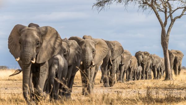Ivory trade