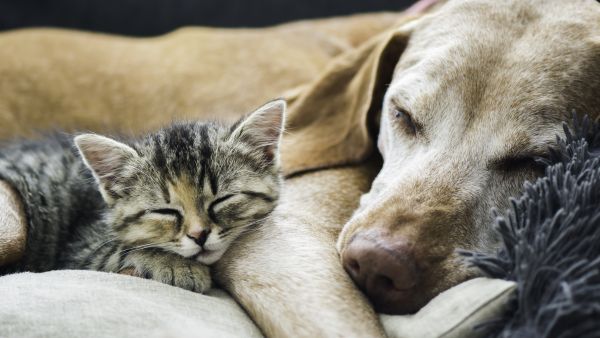 her pets