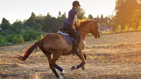 أفضل 8 مراكز تعليم ركوب الخيل في دبي ننصحك بها