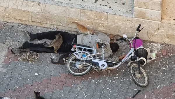 شهيد فلسطيني والقطط من حوله في غزة