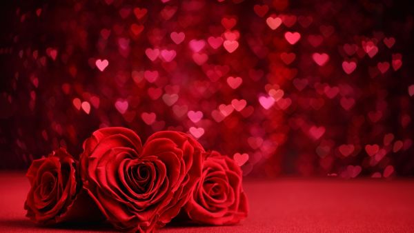 أنواع الورود ومعناها بمناسبة الفالانتين
