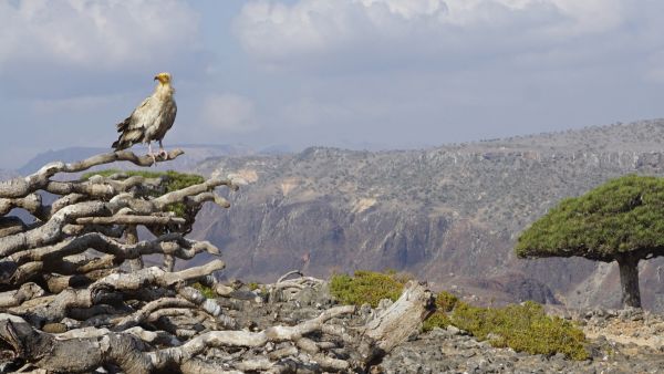 American troops in Socotra