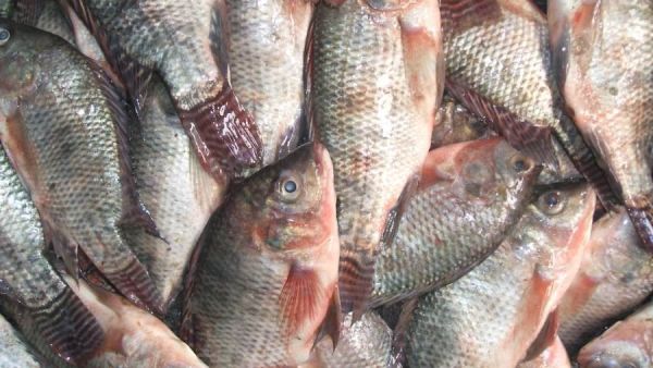 تفسير رؤية السمك البلطي في المنام