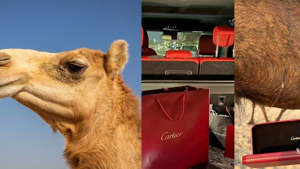 Camel