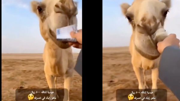 Camel