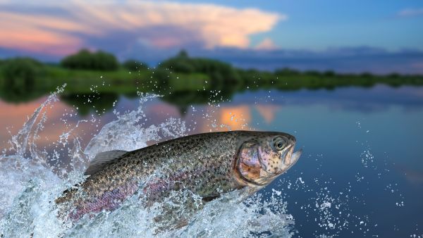 salmon 