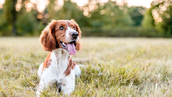 dog 