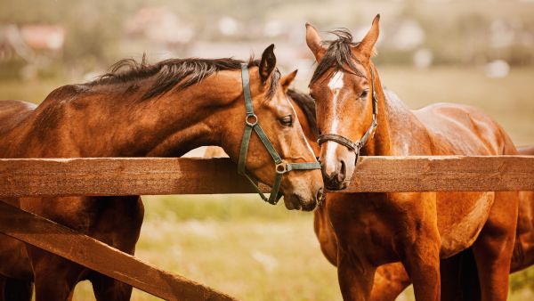 Army horses
