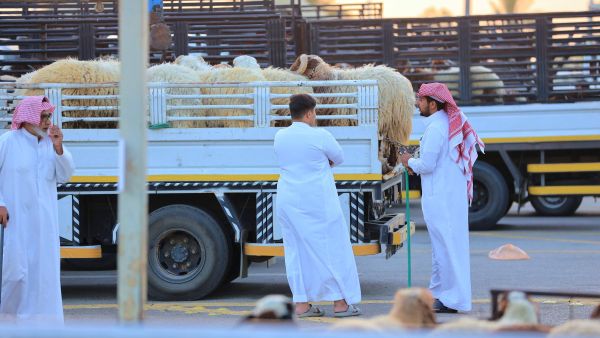 أضاحي السعودية