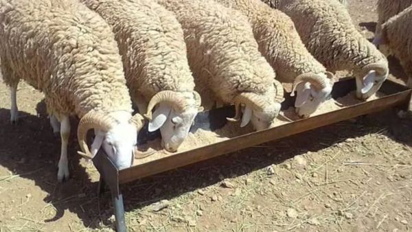 ألف أضحية للمستفيدين في عيد الأضحى