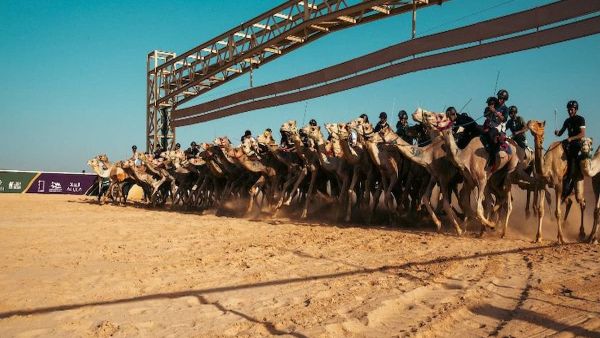 الاتحاد السعودي للهجن يعلن انطلاق أولى بطولات الموسم