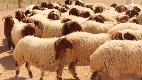  تعرف على أسعار الأضاحي من وزارة الزراعة