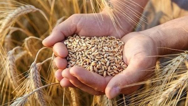 حكم بيع القمح في السوق السوداء ممنوع