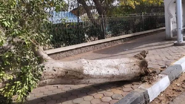 قطع الأشجار