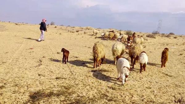 5 حلول يقدمها الخبراء لحل مشكلة ارتفاع سعر الأضاحي