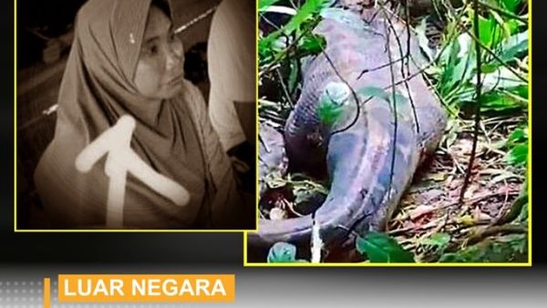 ثعبان - أندونيسيا 