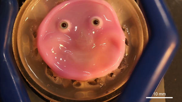 Scientists used human cells to make a smiling robot and its horrifying 