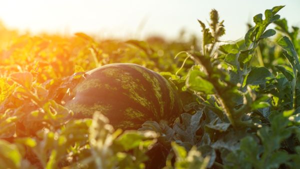 ما تفسير رؤية البطيخ في المنام؟