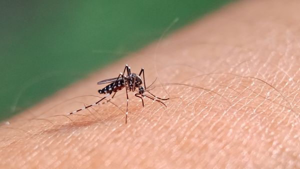 Dengue fever