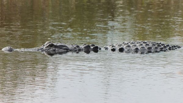 alligator