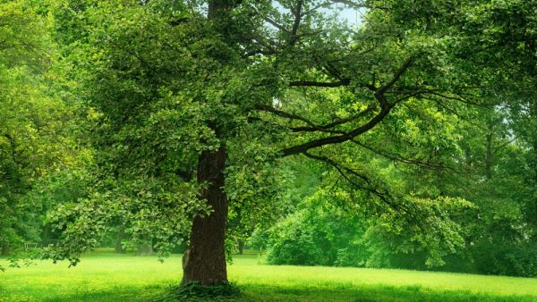 tree planting