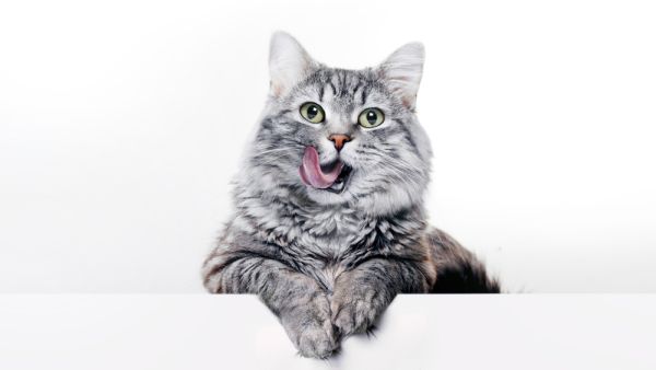 Shutterstock Cat