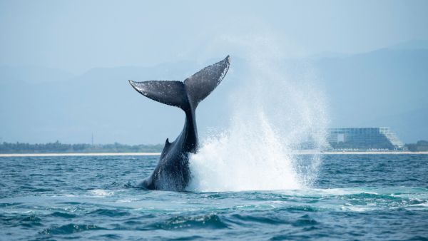 New Zealand