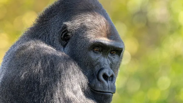 gorillas