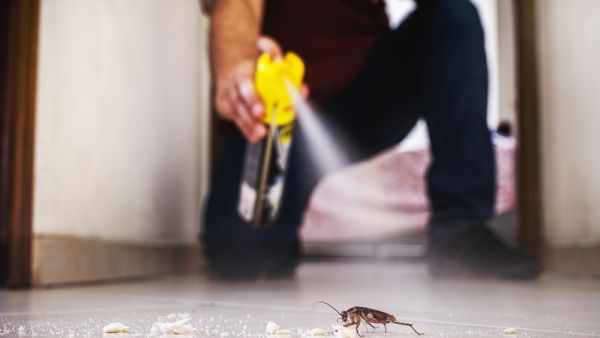 Shutterstock Insects