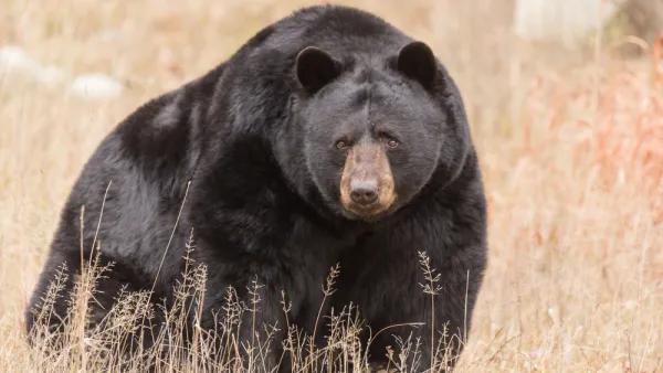 Black bear