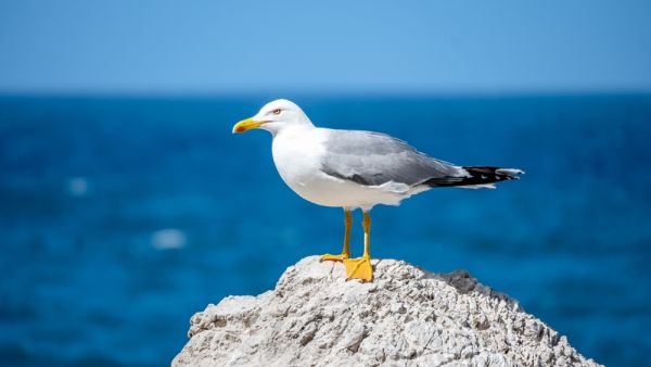 seagull