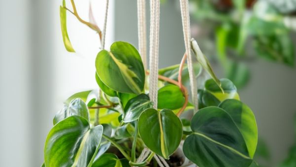 Shutterstock indoor plants