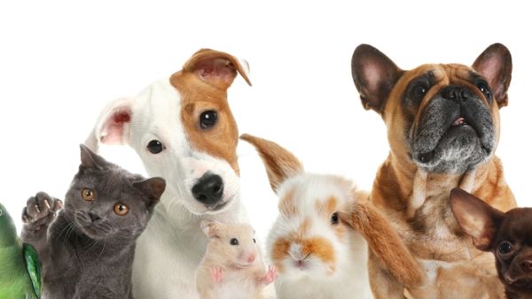 Pets 
