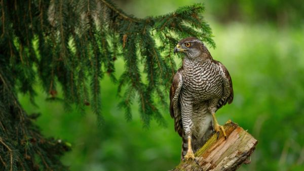 hawk