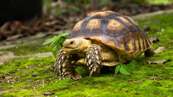 tortoise