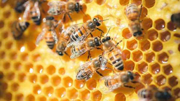 beehives