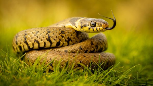 snake