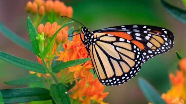 monarch butterfly