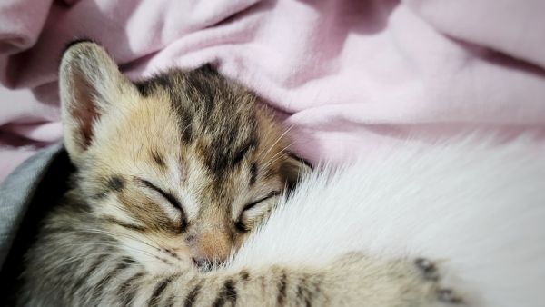 kitten 