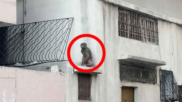Monkey spotted in northern Gaza