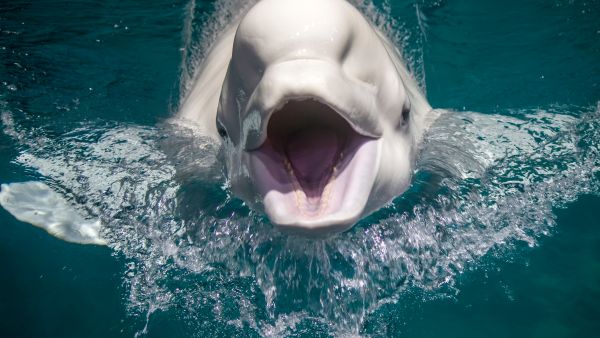 Russian trained ‘spy whale’ found dead in Norway