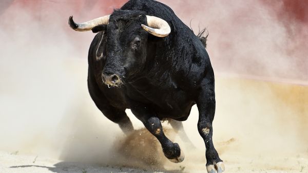 bulls