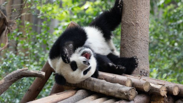 pandas