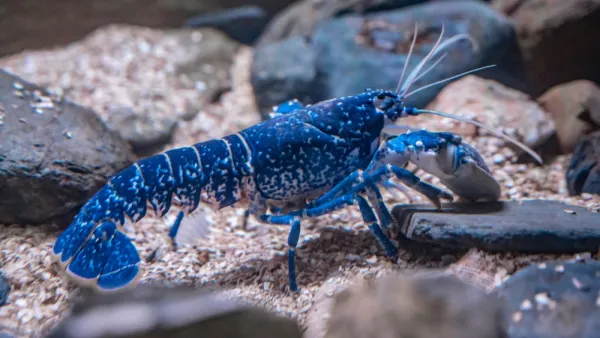 lobster