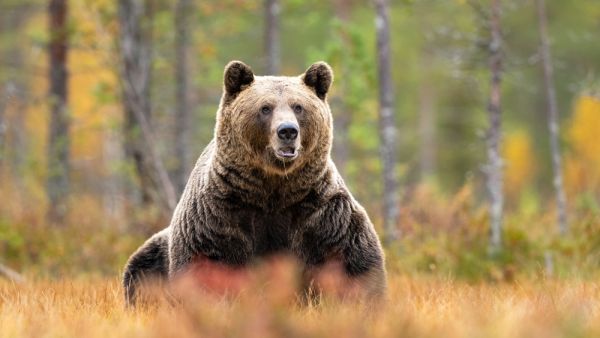 bear 