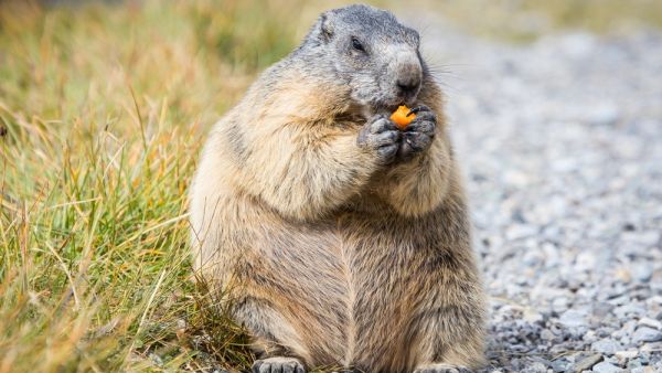 marmot