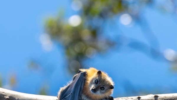 Bat 