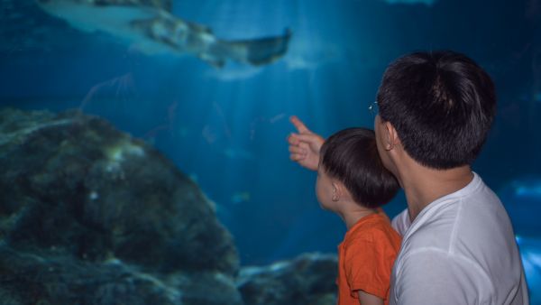 Aquarium's robotic whale shark makes waves: visitors demand refunds at Chinese theme park