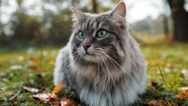 rescue cat